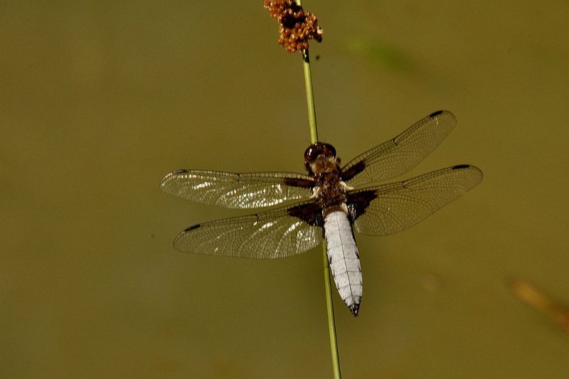 Libellule déprimée 4 DB